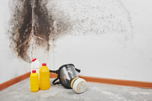 Best White Mold Remediation in Channel Islands Beach, CA